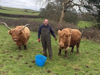 Farmer found 'utter carnage' after cow chased to its death by dog
