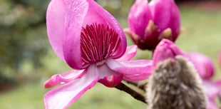 Magnolias stand tall in the face of Cornwall's storms