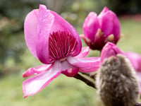 Magnolias stand tall in the face of Cornwall's storms