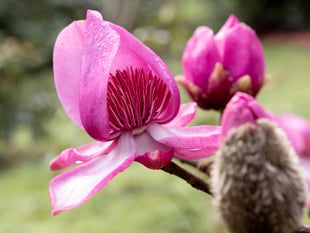 Magnolias stand tall in the face of Cornwall's storms