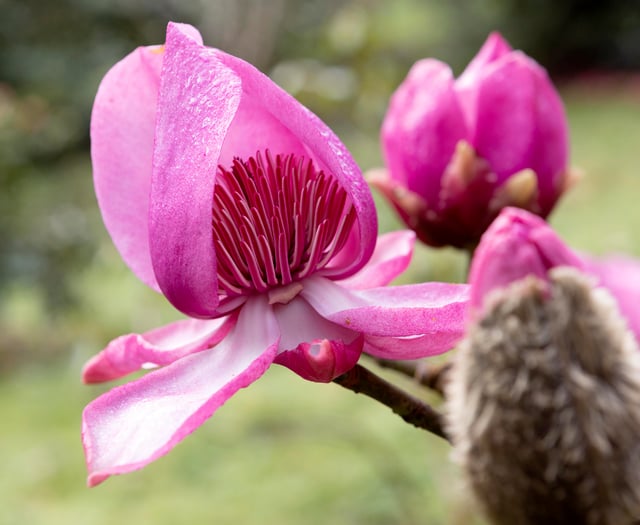 Magnolias stand tall in the face of Cornwall's storms