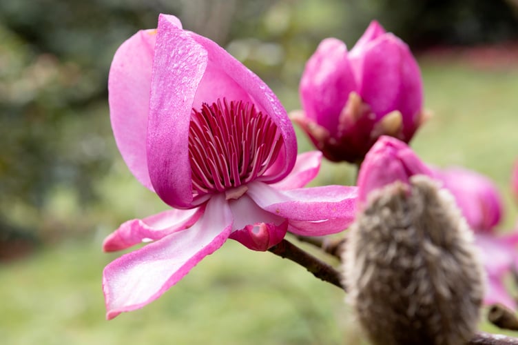 Magnolia tree in bloom at Caerhays Castle Garens, Cornwall Â©Exposure Photo Agency