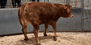 Truro Livestock Market Report: Wednesday, February 18