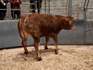 Truro Livestock Market Report: Wednesday, February 18
