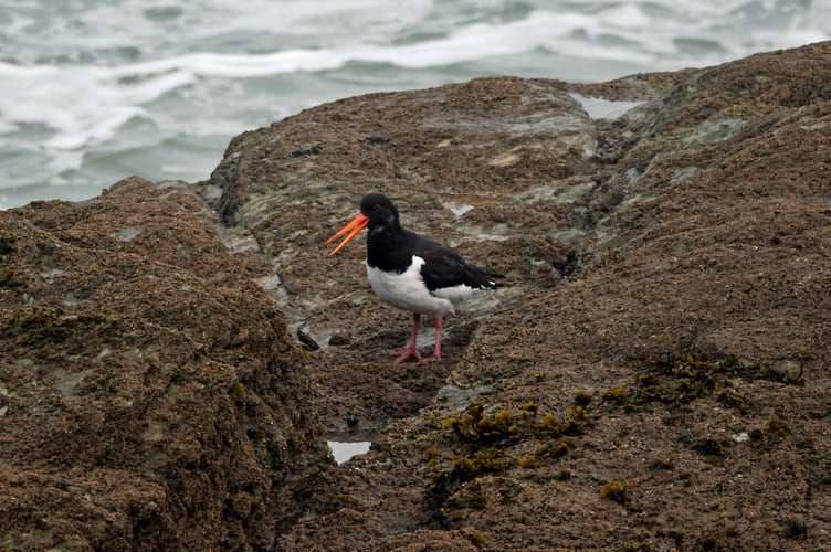 Thirty plus Oystercatcher were seen