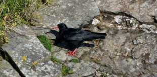 Enthusiasts have plenty to chirp about following birdwatching trip