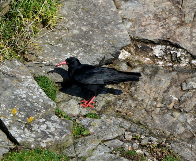 Enthusiasts have plenty to chirp about following birdwatching trip