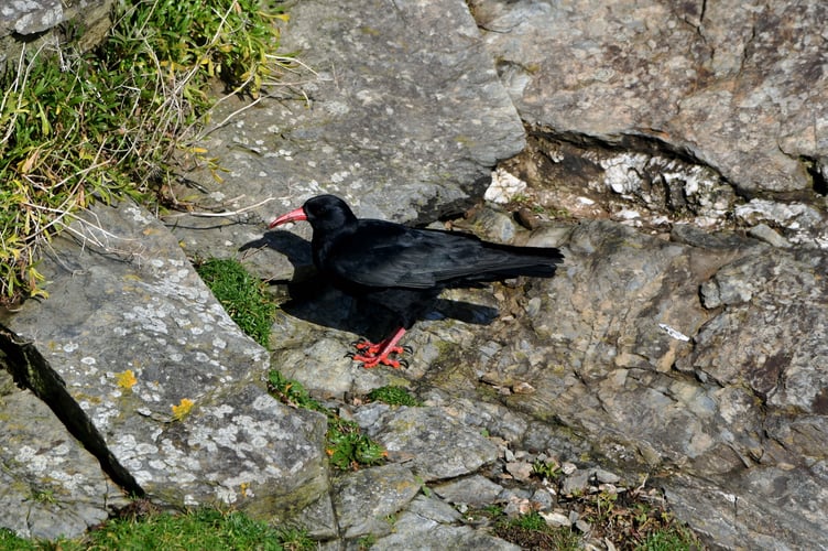 Seven Cornish Chough were spotted on the trip