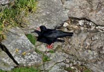 Enthusiasts have plenty to chirp about following birdwatching trip
