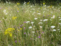 Locals called to help transform Liskeard’s green spaces