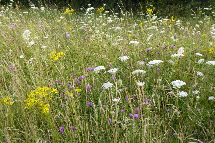 The latest volunteer gardening group in Liskeard takes place this Thursday, meet at Sungirt car park from 9am