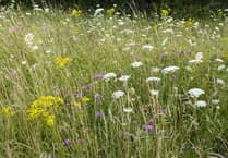 Locals called to help transform Liskeard’s green spaces