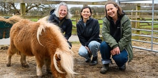 Animal sanctuary launches appeal after facilities destroyed