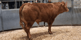 Truro Livestock Market Report: Wednesday, February 25