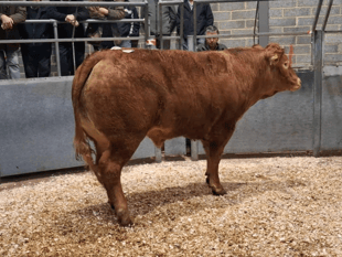 Truro Livestock Market Report: Wednesday, February 25