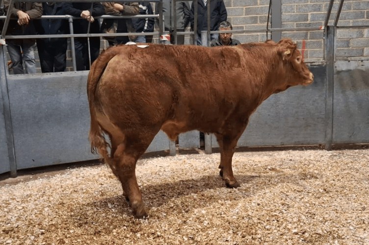 Limousin x steer to 422p (713kg) for Messrs W T Bryant & Sons of St Martin.