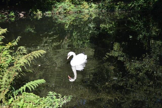 Henwyn tyller/Place names: Tehidy Country Park