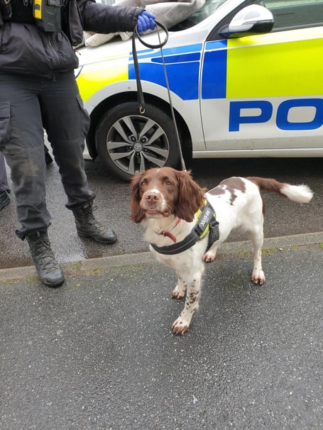 Police sniffer dog