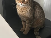 Pet owner’s joy as lost cat found 19 months later