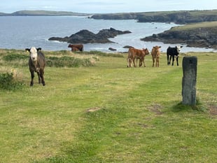 Lawyer issues warning after cattle trampled dog walker