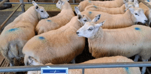 Truro Livestock Market Report: Wednesday, March 4