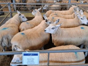 Truro Livestock Market Report: Wednesday, March 4