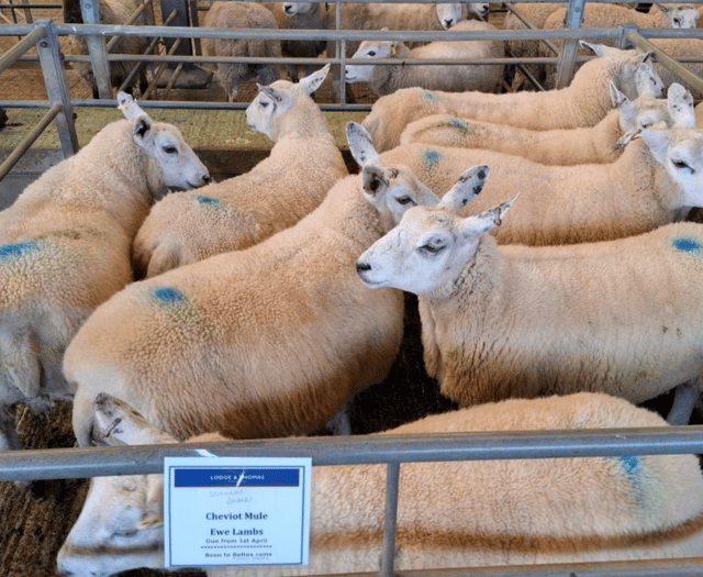 Truro Livestock Market Report: Wednesday, March 4