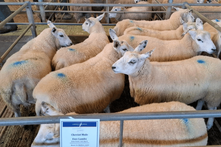 A fantastic run of in lamb Cheviot Mule ewe lambs in from Mr J Salmon.