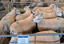 Truro Livestock Market Report: Wednesday, March 4