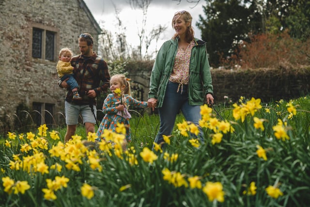 Spring turns Cotehele gold as daffodils bloom