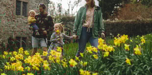 Spring turns Cotehele gold as daffodils bloom