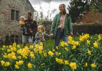 Spring turns Cotehele gold as daffodils bloom