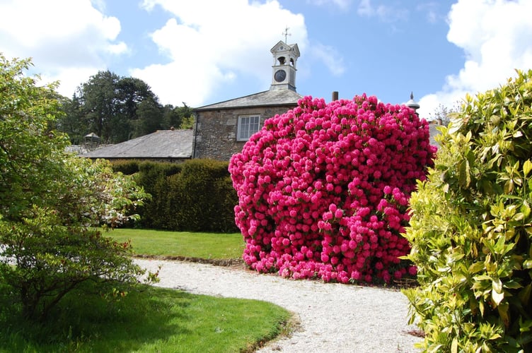 Spring colour by the clock tower at Trevince