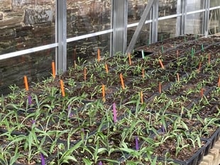 Gardening with Martin Pallett: Seed sowing can be so rewarding