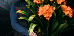 Entry deadline extended for Spring Flower Show competitive classes