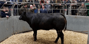 Truro Livestock Market Report: Wednesday, March 11