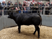 Truro Livestock Market Report: Wednesday, March 11