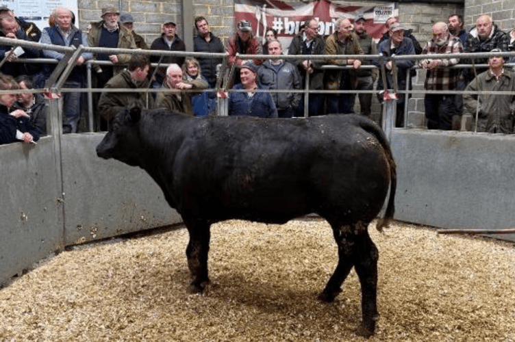 Limousin x to 415p (738kg) for Mr R H Eddy of Tehidy, Camborne.