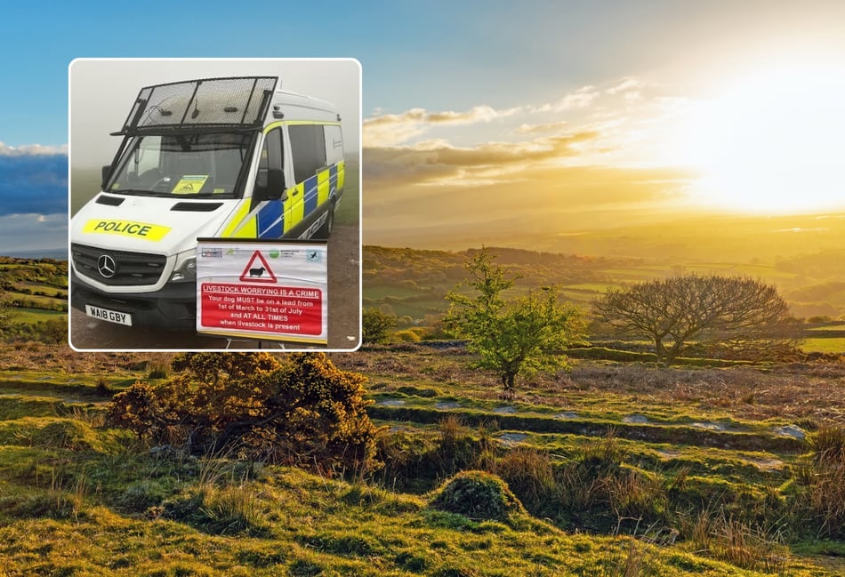 Cornwall's dog owners urged to protect wildlife