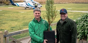 Rare Mulanje cedar reaches Tresco