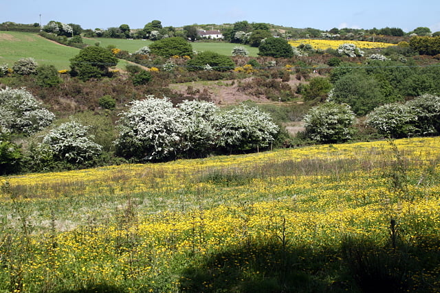 The Carnon Valley west of Bissoe