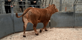 Truro Livestock Market Report: Wednesday, March 18