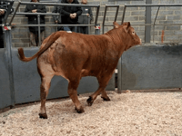 Truro Livestock Market Report: Wednesday, March 18