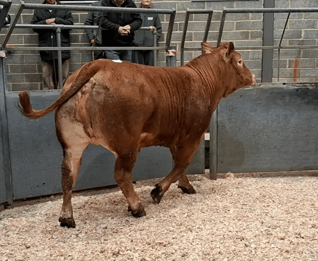 Truro Livestock Market Report: Wednesday, March 18
