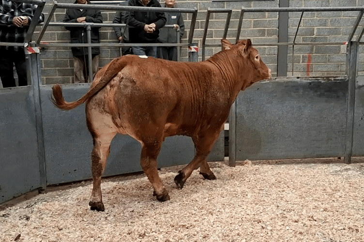 Limousin x heifer to 428p (744kg) for Mr R H Eddy of Tehidy, Camborne.