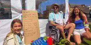 Free sunflowers ripe for the picking