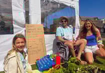 Free sunflowers ripe for the picking