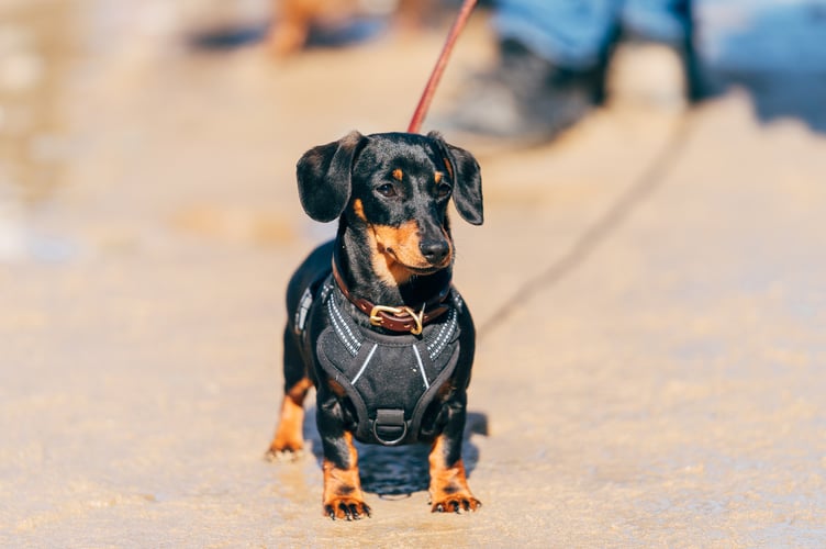 Various categories are being organised including most handsome hound