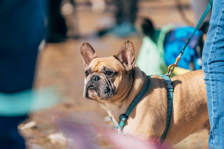 Dog owners will be showing off their prized pooches