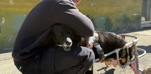 Bodmin dog behaviourist champions Romanian shelter's no-kill success